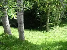 Image 46A forest near Vinitsa, North Macedonia  (from Forest)