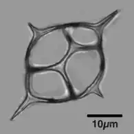 Siliceous skeleton of the dictyochid flagellate, Dictyocha fibula