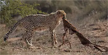 A Southern African cheetah with a carcass