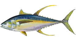 Yellowfin tuna