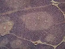 Micrograph showing a lobule of the thymus. The cortex (deeper purple area) surrounds a less dense and lighter medulla.