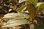 Leaves close up