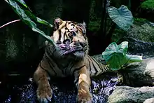 Sumatran tiger