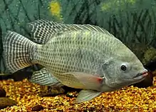 Oreochromis niloticus, a very widespread species that also is introduced outside its native range