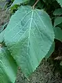 Typical leaf