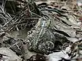 Eastern American toad, seen from behind, shows characteristic markings and "warts"