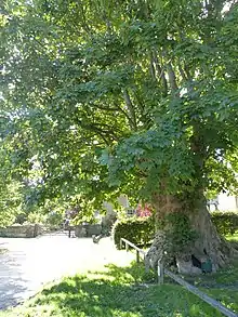 Large sycamore tree in summer foliage in sunshine with green plaque at base