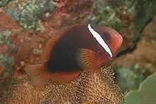 A. frenatus (Tomato anemonefish)