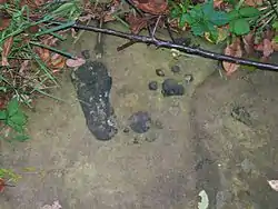 Animal print carvings outside of Barnesville, Ohio