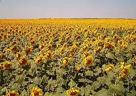 Image 4Sunflowers in Traill County, North Dakota (from North Dakota)