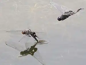 Black saddlebags male hover-guarding his mate