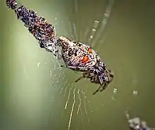 Trashline Orbweaver (Cyclosa turbinata)