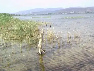 Tree remains on Trasimeno's shores. They were planted when the lake's level was much lower and died when it rose.