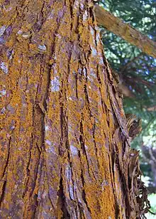 Trentepohlia sp. on Cryptomeria japonica bark