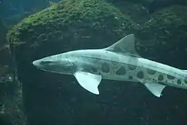 The dorsal color pattern of the leopard shark gives it its common name