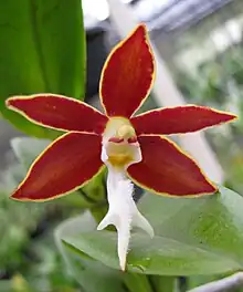 Trichoglottis philippinensis