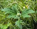 Flower bud and leaves of Tridax procumbens