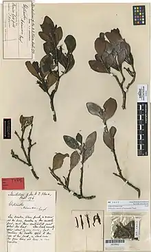 Herbarium specimen of "Trilepidea adamsii"