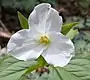 White trillium