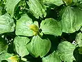 Trillium luteum