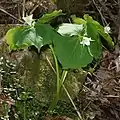 Trillium tschonoskii