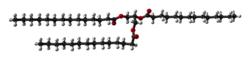 Ball-and-stick model of trimyristin