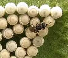 Trissolcus sp. on Chinavia eggs