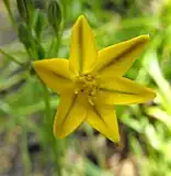 Triteleia ixioides subsp. ixioides