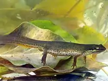 Female newt under water, sitting on leaf