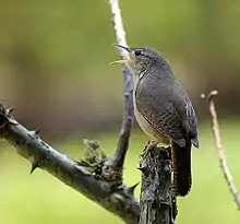 Southern house wren, São Paulo Botanic Garden (Brazil)