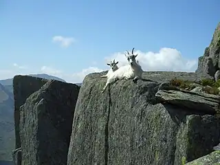 Tryfan and neighbouring parts of the Glyderau are home to feral goats .