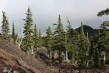 Hemlock trees form a forest, but the underlying lava shows through bare in the lower left