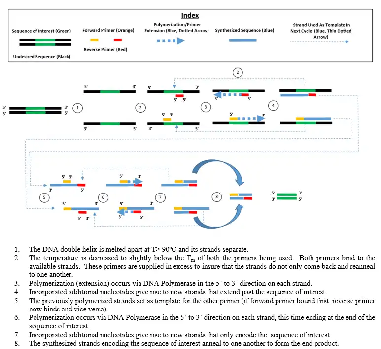 Tucker PCR