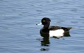 Male at Jamnagar, India