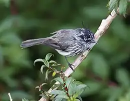 Tufted tit-tyrant (Anairetes parulus)