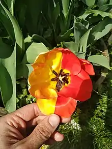 Tulip flower with one side red and one side yellow.