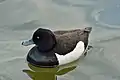 Male tufted duck