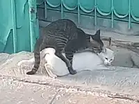 Cats mating