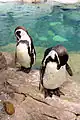 Two penguins preening