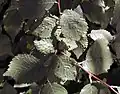 Pimple leaf galls on a field elm (mite Eriophyes ulmi), Spain