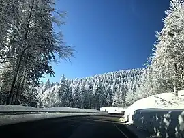 Pine trees seen from Uludağ Road