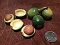 Nearly ripe bay nuts being prepared for roasting