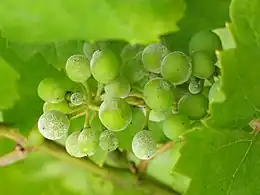 Powdery mildew on grapes