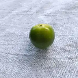 A kaki persimmon harvested while still unripe