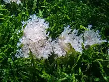 several white frondy creatures amongst strands of bright green seaweed