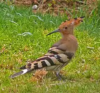 Eurasian hoopoe in Israel. The hoopoe is Israel's national bird.