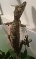 Giant Leaf tail Gecko