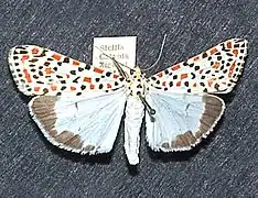 Mounted specimen