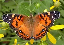 Vanessa virginiensis,American painted lady