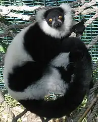 Ruffed Lemur (Varecia variegata)